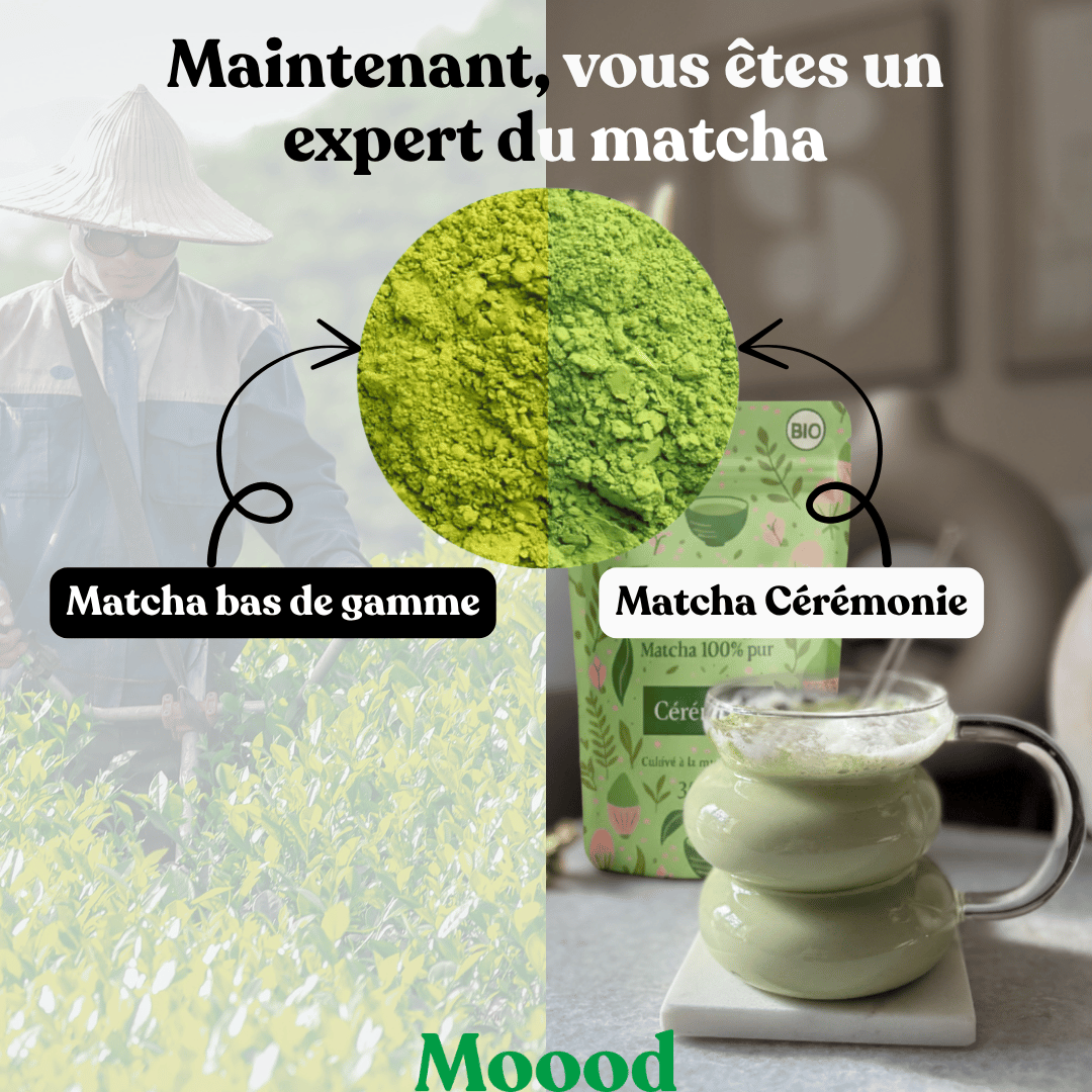 Matcha Cérémonie BIO